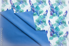 Softshell_paabulinnud